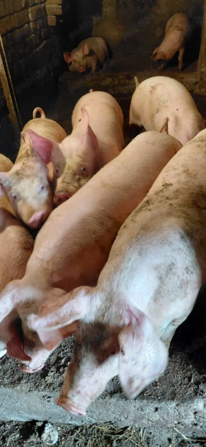 Porci 50-60 kg - imagine 3