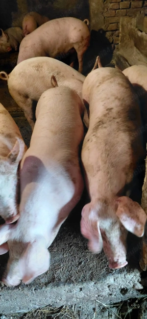 Porci 50-60 kg - imagine 2