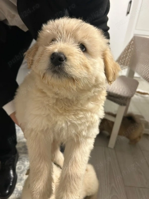 Chow Chow de 7 săptămâni  - imagine 2