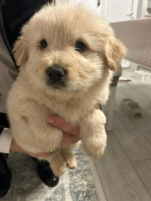 Chow Chow de 7 săptămâni  - imagine 5