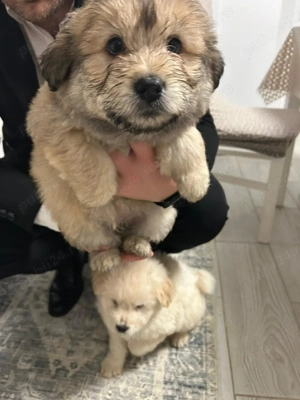 Chow Chow de 7 săptămâni  - imagine 3