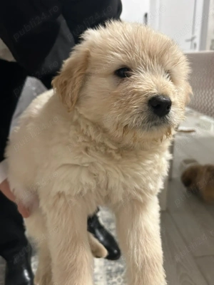 Chow Chow de 7 săptămâni  - imagine 4