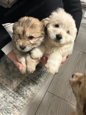 Chow Chow de 7 săptămâni 