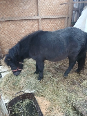 Ponei armasar bland - imagine 4