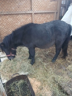 Ponei armasar bland - imagine 3