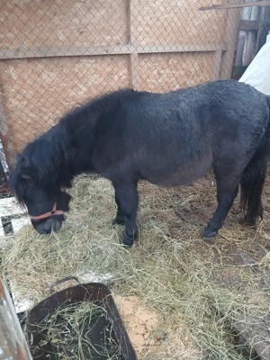 Ponei armasar bland - imagine 2