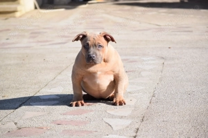 American Bully femela pedigree ABKC