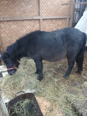 Ponei armasar bland - imagine 5