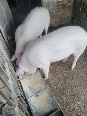 Vând porci crescuți bio!! - imagine 2