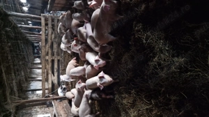 Porci de Vanzare