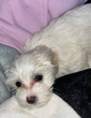 Bichon  maltez  2,luni deparazitați  - imagine 2
