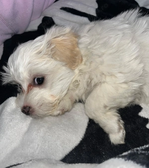 Bichon  maltez  2,luni deparazitați  - imagine 4