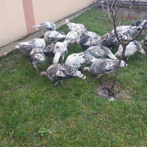 Curci. curcani. .... - imagine 3