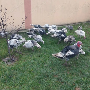 Curci. curcani. .... - imagine 2