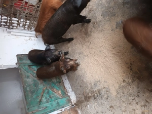 Vînd șoldani Duroc frumoși se pot vedea în Turda - imagine 3