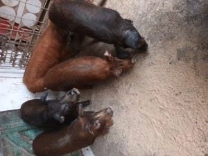 Vînd șoldani Duroc frumoși se pot vedea în Turda - imagine 2