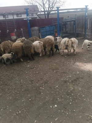 Vând capre și oi 