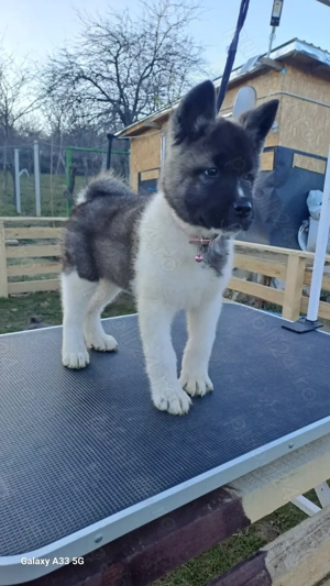 american akita cu pedigree
