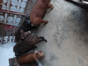 Vînd șoldani Duroc frumoși se pot vedea în Turda - imagine 5