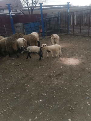 Vând capre și porci - imagine 2