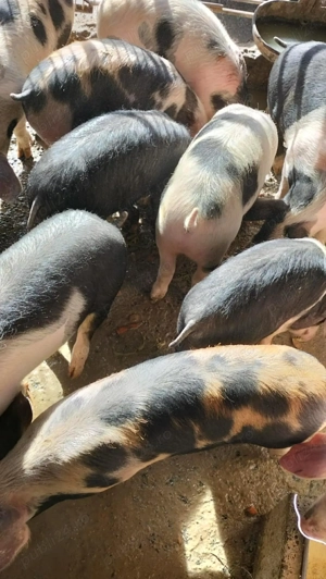 Burlinci de vânzare  - imagine 2