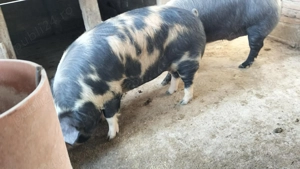 Burlinci și porci de vânzare  - imagine 3