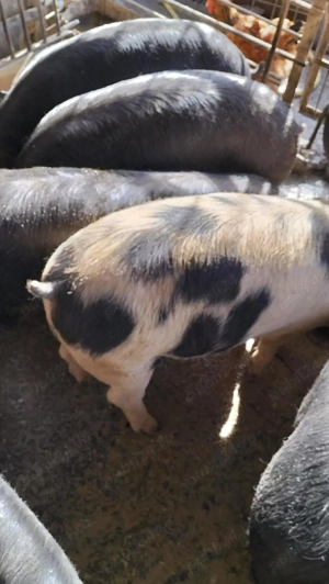 Burlinci de vânzare  - imagine 3