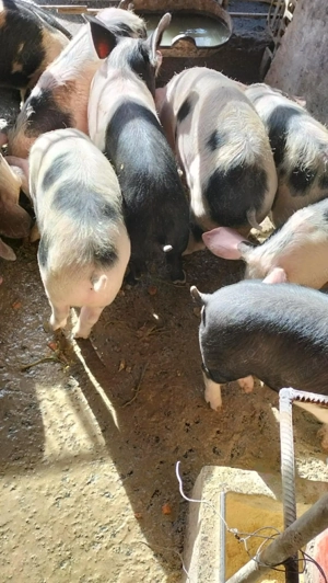 Burlinci de vânzare 