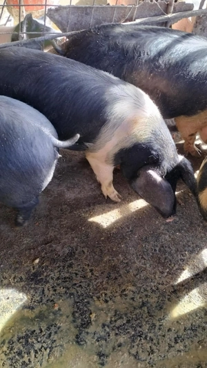 Burlinci de vânzare  - imagine 5