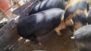 Burlinci și porci de vânzare  - imagine 4