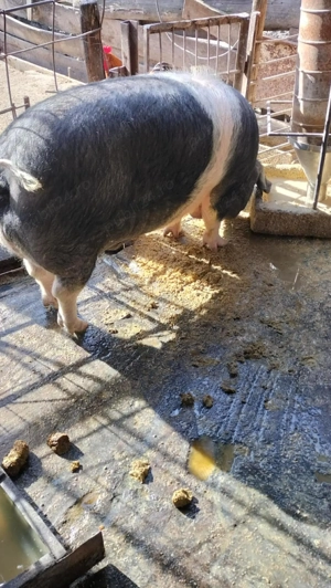 Burlinci și porci de vânzare  - imagine 2