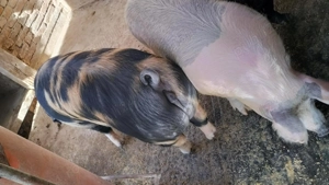 Burlinci și porci de vânzare  - imagine 5