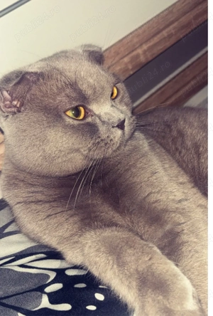 Vand motanel British aproape  10 luni.   - imagine 2