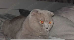 Vand motanel British aproape  10 luni.  