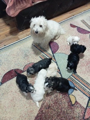 Căței bishon  - imagine 3