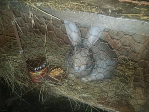 Vând iepuri de casă!