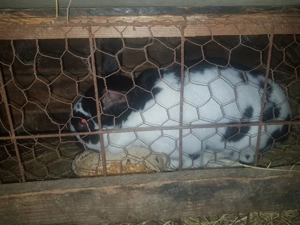 Vând iepuri de casă! - imagine 3