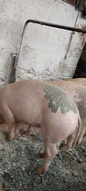 vind grasuni  - imagine 2