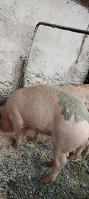 vind grasuni  - imagine 3