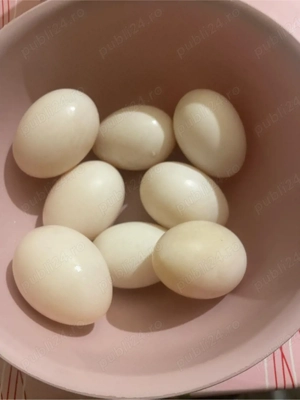 Oua de rata  - imagine 2