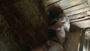 Vând sau schimb cu alte animale!