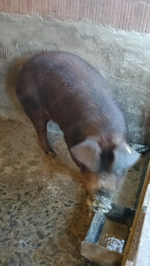 vier Duroc - imagine 2