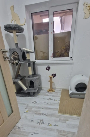 Cazare pisici  - imagine 4