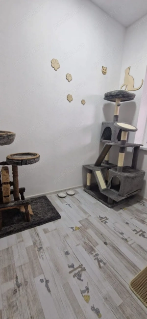 Cazare pisici  - imagine 2