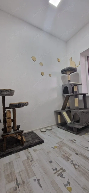 Cazare pisici  - imagine 3