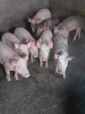 grasuni frumoși  - imagine 3