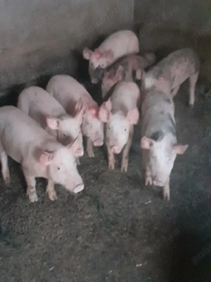 grasuni frumoși  - imagine 2