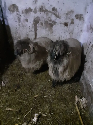 oi bucalai  - imagine 2