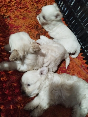 Vand catei bichon maltez