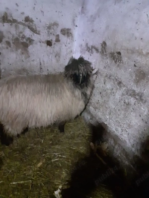 oi bucalai  - imagine 3